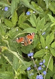 IMG_1316.JPG
